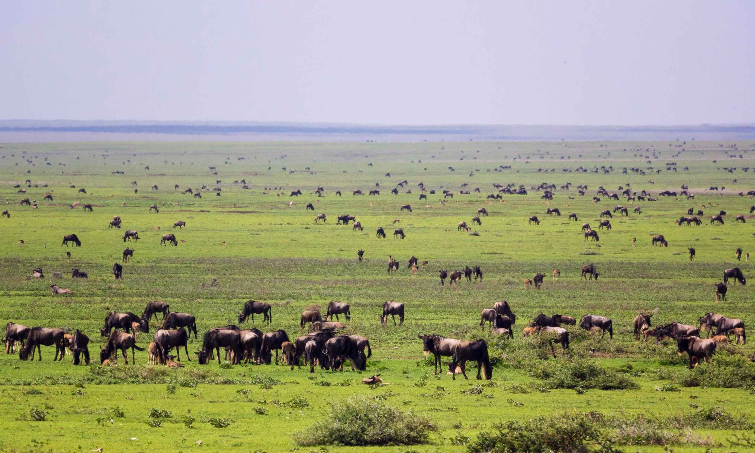 Silhouettes of animals at sunset during a Kenyan Safari.